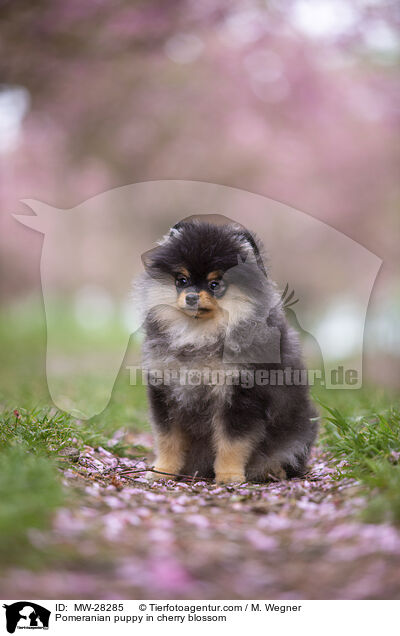 Pomeranian Welpe in der Kirschblte / Pomeranian puppy in cherry blossom / MW-28285