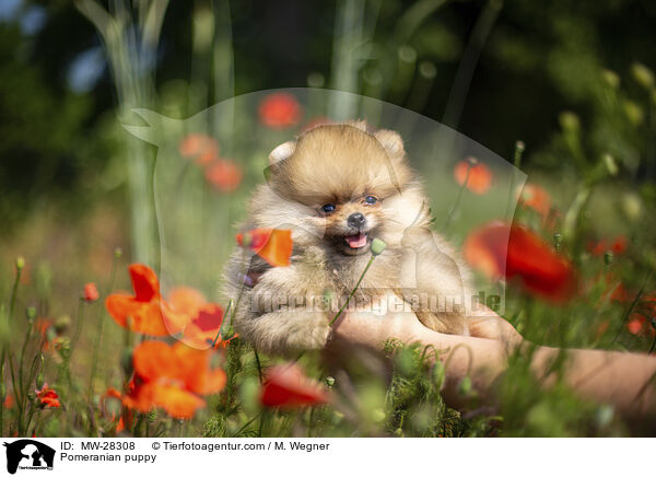 Pomeranian puppy / MW-28308