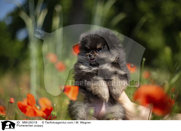 Pomeranian puppy / MW-28318