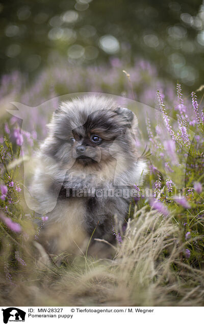 Pomeranian puppy / MW-28327