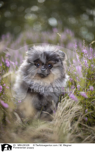 Pomeranian puppy / MW-28328