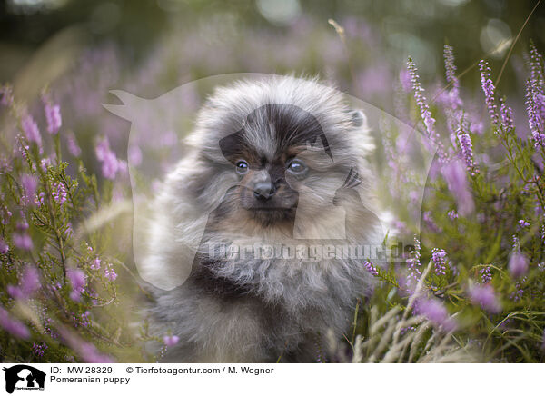 Pomeranian puppy / MW-28329