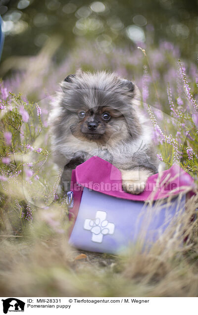 Pomeranian puppy / MW-28331