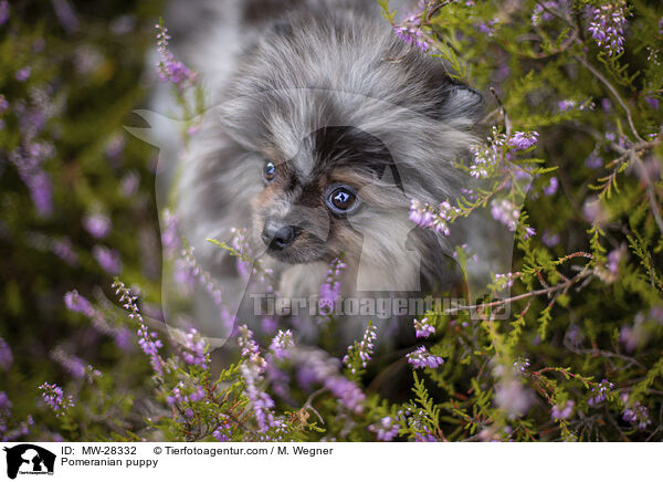Pomeranian puppy / MW-28332