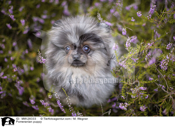 Pomeranian puppy / MW-28333