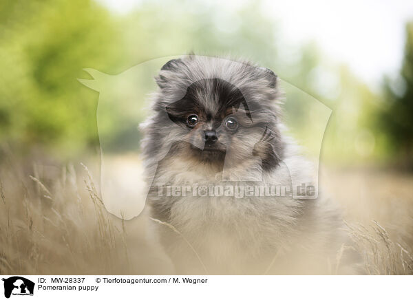 Pomeranian puppy / MW-28337