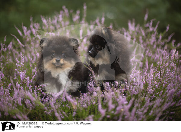 Pomeranian puppy / MW-28339