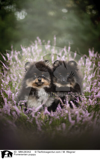 Pomeranian puppy / MW-28342