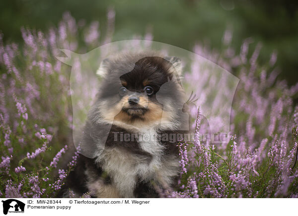 Pomeranian puppy / MW-28344
