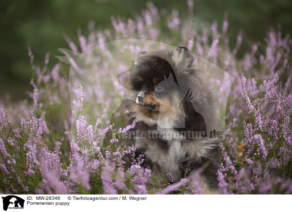 Pomeranian puppy / MW-28346