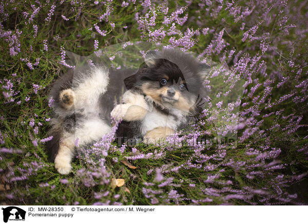 Pomeranian puppy / MW-28350
