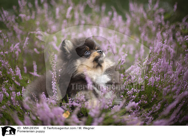 Pomeranian Welpe / Pomeranian puppy / MW-28354