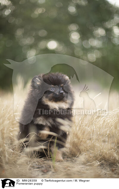 Pomeranian puppy / MW-28359