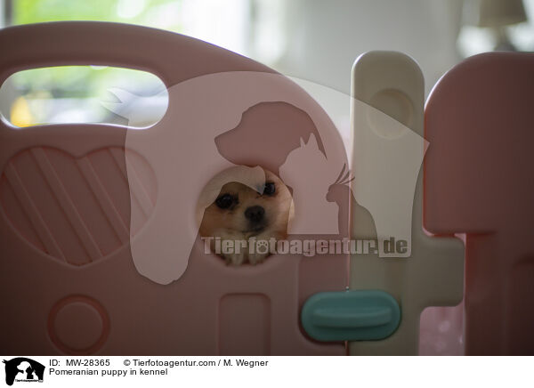 Pomeranian puppy in kennel / MW-28365
