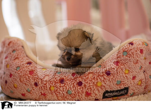 Pomeranian puppy in kennel / MW-28377