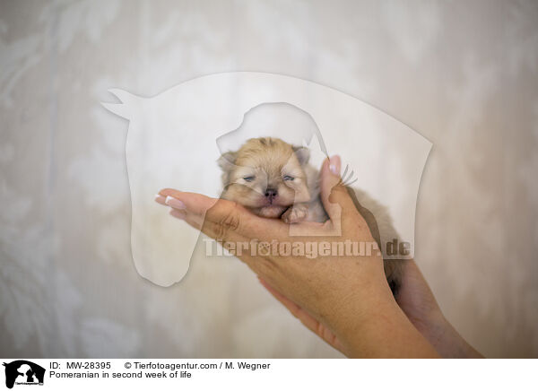 Pomeranian Welpe in zweiter Lebenswoche / Pomeranian in second week of life / MW-28395