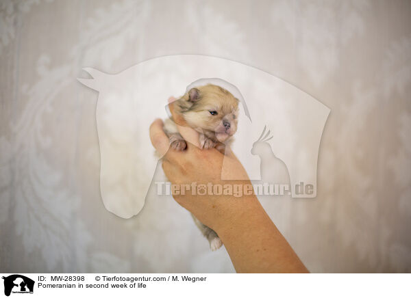 Pomeranian Welpe in zweiter Lebenswoche / Pomeranian in second week of life / MW-28398