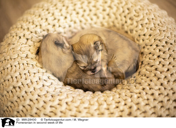 Pomeranian in second week of life / MW-28400