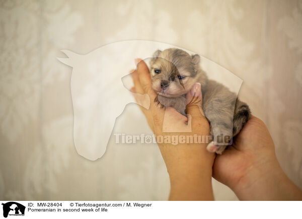Pomeranian in second week of life / MW-28404