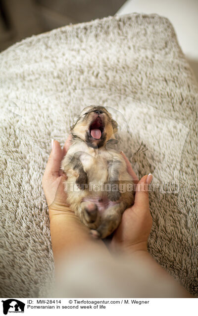Pomeranian in second week of life / MW-28414