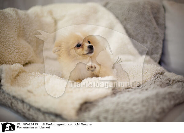 Pomeranian an blanket / MW-28415