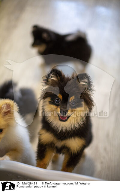 Pomeranian Welpe in Zuchsttte / Pomeranian puppy in kennel / MW-28421