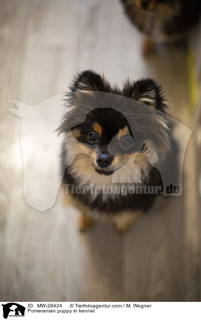 Pomeranian puppy in kennel / MW-28424