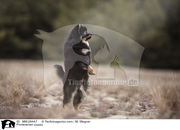 Pomeranian puppy / MW-28447