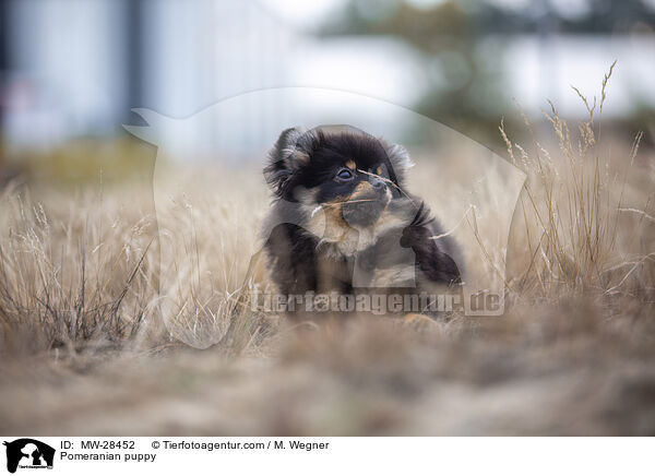 Pomeranian puppy / MW-28452