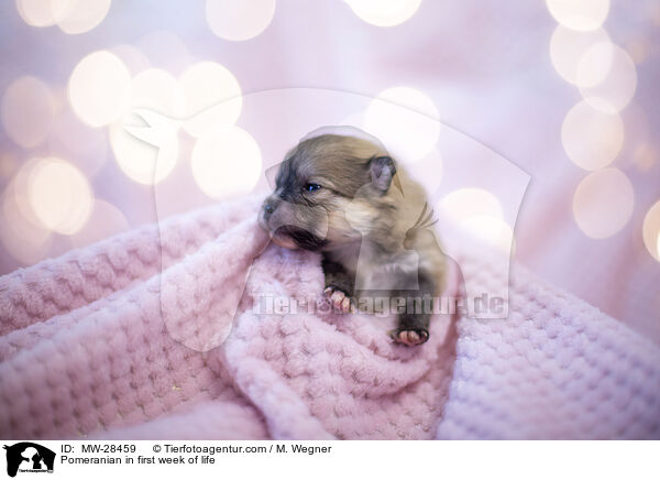 Pomeranian in erster Lebenswoche / Pomeranian in first week of life / MW-28459