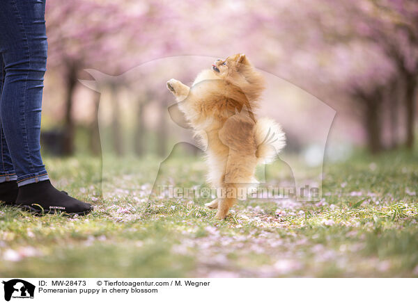 Pomeranian puppy in cherry blossom / MW-28473