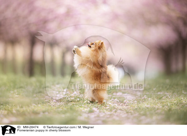 Pomeranian puppy in cherry blossom / MW-28474
