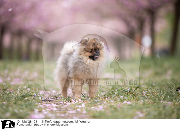 Pomeranian puppy in cherry blossom / MW-28491