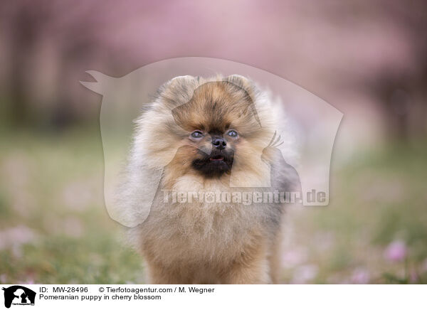 Pomeranian puppy in cherry blossom / MW-28496