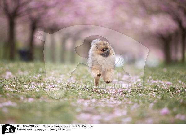 Pomeranian puppy in cherry blossom / MW-28499