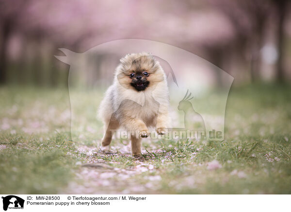 Pomeranian puppy in cherry blossom / MW-28500