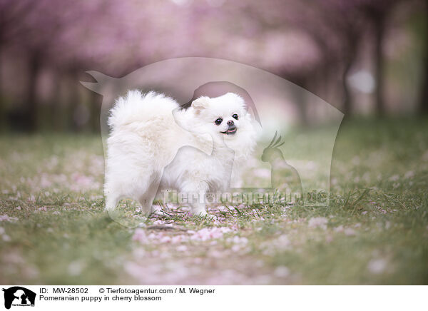 Pomeranian Welpe in der Kirschblte / Pomeranian puppy in cherry blossom / MW-28502