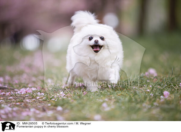 Pomeranian puppy in cherry blossom / MW-28505