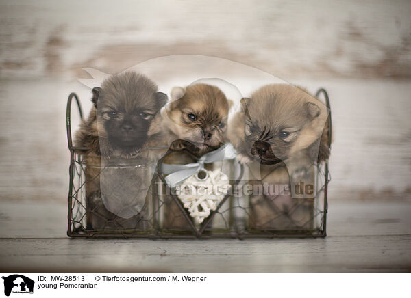 young Pomeranian / MW-28513