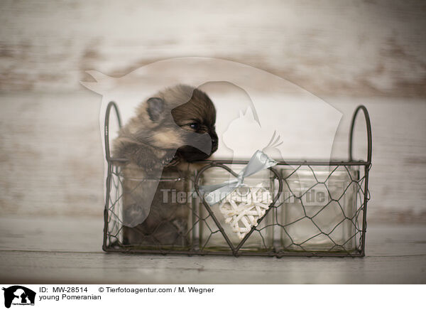 sehr junger Pomeranian / young Pomeranian / MW-28514