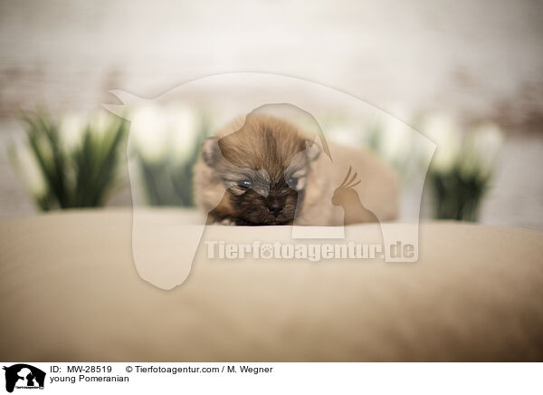 sehr junger Pomeranian / young Pomeranian / MW-28519