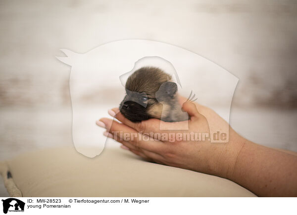 sehr junger Pomeranian / young Pomeranian / MW-28523
