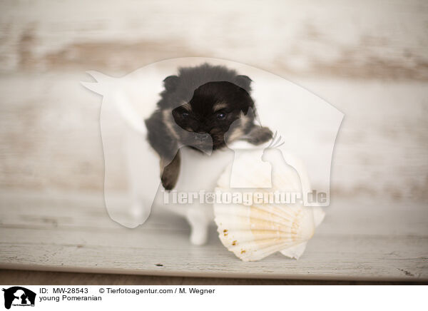 sehr junger Pomeranian / young Pomeranian / MW-28543