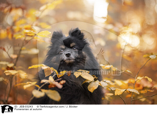 Pomeranian im Herbst / Pomeranian at autumn / JEB-03243