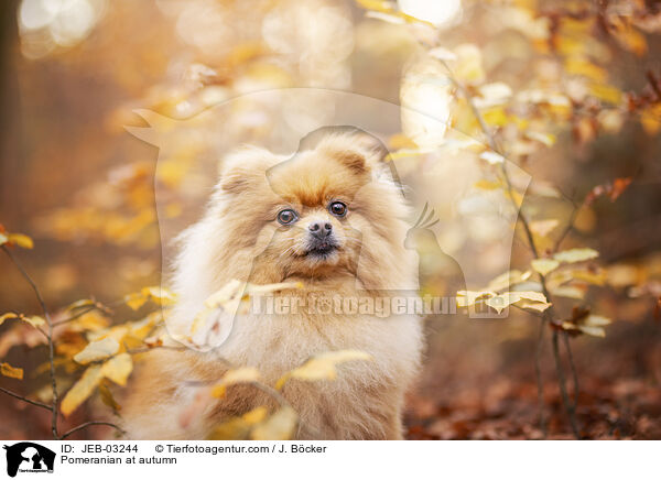 Pomeranian im Herbst / Pomeranian at autumn / JEB-03244
