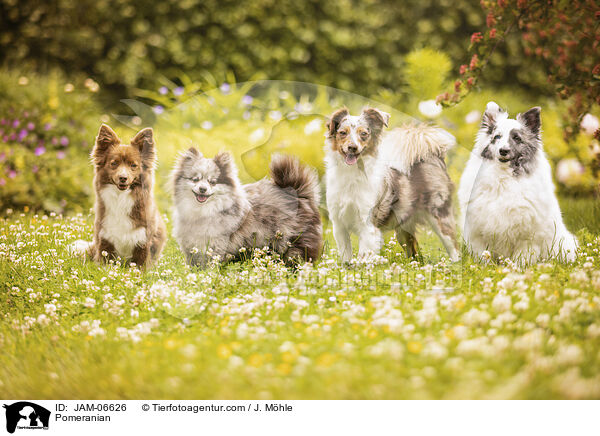 Pomeranian / Pomeranian / JAM-06626