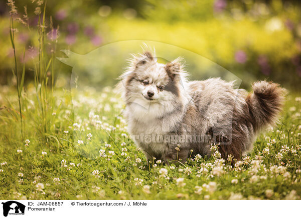 Pomeranian / Pomeranian / JAM-06857