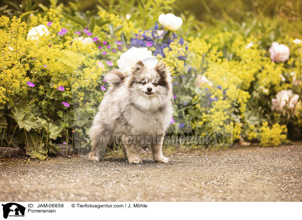 Pomeranian / Pomeranian / JAM-06858