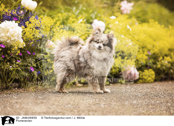 Pomeranian / Pomeranian / JAM-06859