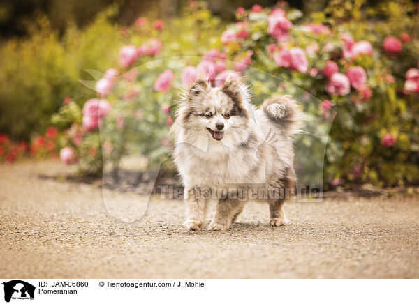 Pomeranian / Pomeranian / JAM-06860